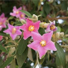Image result for Lagunaria patersonia