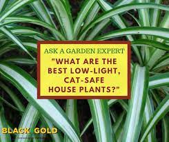 The drawback, though, is that some of the most popular houseplants are also toxic to pets and children. Black Gold Best Low Light House Plants For Cats