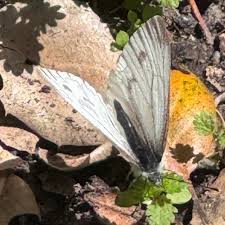 Image result for Mohria marginalis