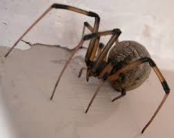 I meant to add to they have a poisonous bite immediately or do they have to mature somewhat to become poisonous? Brown Widow Spider Female Very Poisonous On Tip Toes 3 Of 4 Widow Spider Spider Widow