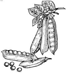 It has all the things you love in the garden that are pretty and colorful: Green Bean Coloring Page Coloring Home