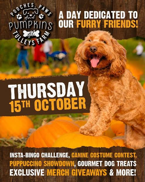 Join us on Thursday 15th October for Pooches, Paws & Pumpkins, a special day  dedicated to our four-legged visitors at Tulleys Pumpkin Festival. Bring  your best friend along for pumpkin picking, plent