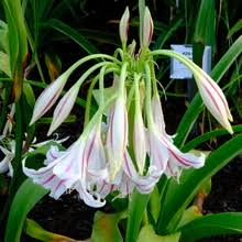 Image result for Crinum rautanenianum