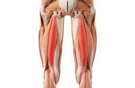Verb the mayor tried to hamstring our efforts by cutting the budget. Hamstring Injuries Symptoms And Causes
