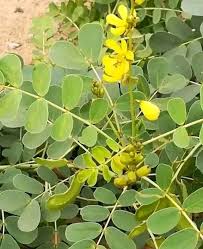 Image result for Senna italica