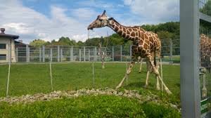 Questions to which this page has the answer to. Zoo Trip Chorzow Poland Alphe S Corner