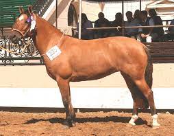 This horse, bred for agricultural purposes, is one of the oldest breeds still in existence. Criollo Horse Wikipedia