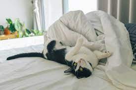 Cats And Kittens Sleeping Under Blankets Safe