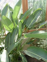 Image result for Strelitziaceae