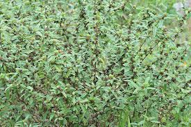 Image result for Malvastrum coromandelianum