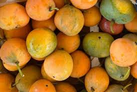 Image result for Garcinia livingstonei