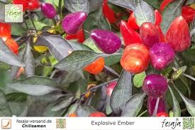 Chili malaysian explosive ember (schärfe 2) (samen). Explosive Ember Fesaja Versand