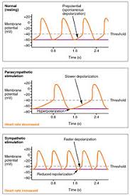 heart rate wikipedia