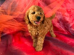 Apricot goldendoodle puppy for sale. Female Miniature Goldendoodle For Sale Apricot Puppy Iowa Breeders