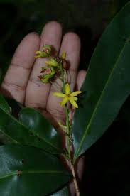 Image result for Gomphia