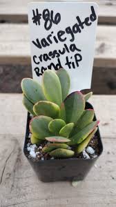 Image result for Crassula granvikii