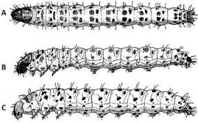 Image result for Cyperus breviradius