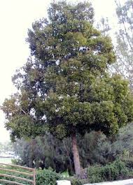 Image result for Acacia melanoxylon