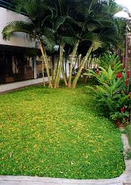 Like grass, it can be mowed or walked on. Perennial Peanut Used In A Mall Area With Partial Sun And Shade Download Scientific Diagram
