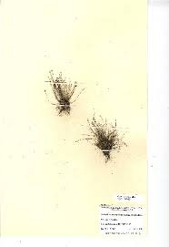 Image result for Isolepis costata