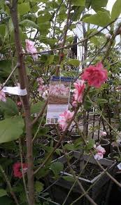 Maybe you would like to learn more about one of these? Peppermint Flowering Peach Peach Trees Peppermint Blossom