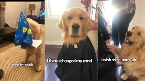 Check spelling or type a new query. Sweet Golden Retriever Is Concerned When Brother Gets A Haircut So Holds His Hand Youtube