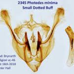 Image result for Photedes minima