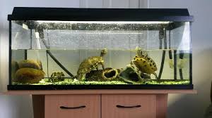 التغذية السليمة للسلحفاة البحرية دليل العيادات البيطرية دكتور بيطري بين يديك