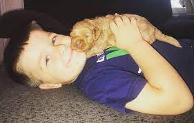Complete good health including vet certificate. Tickled Pink Labradoodles Home Facebook