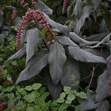 Image result for Acanthopale confertiflora