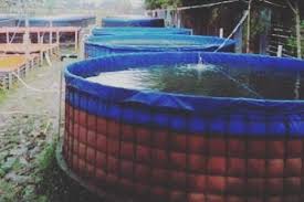 Tak Amis Ini Alasan Lain Keunggulan Budidaya Lele Bioflok Artikel Pertanian Terbaru Berita Pertanian Terbaru