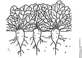 Malvorlage Zuckerruben Ausmalbild 3746 Bauernhof Malvorlagen Ruben Ausmalbild