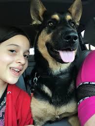 What are some toy recommendations for dogs that destroy their toys quickly?