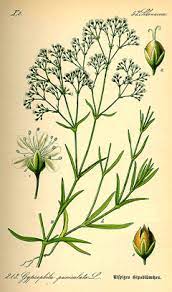 Gypsophila Paniculata Baby S Breath Pfaf Plant Database