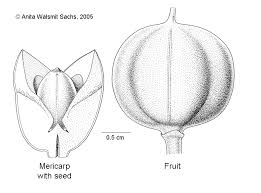 Image result for Shirakiopsis