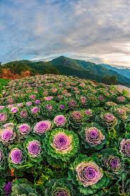 Pin By Design Girl On Atok Benguet Philippines Flower Farm Beautiful Destinations Beautiful Blooms