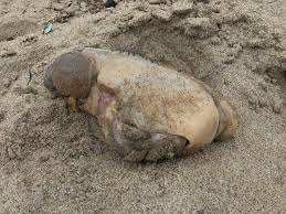 We did not find results for: The 10 Weirdest Mystery Creatures Ever To Wash Up On Beaches Or Be Picked Up By Fishermen