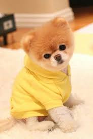 Boo The Pomeranian Is Lonely Boo Dog Sevimli Kopek Yavrulari Pomeranian Yavrusu