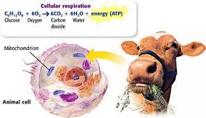 In animals this is done by converting pyruvate to lactate (lactate fermentation) in the cytoplasm. Obermeyer Amy Unit 4 Photosynthesis Cellular Respiration