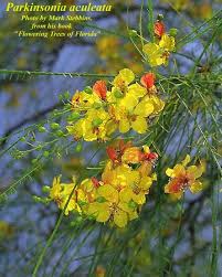 Image result for Parkinsonia aculeata