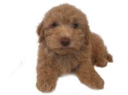 Maybe you would like to learn more about one of these? Mini Goldendoodle Puppies For Sale Mini Golden Doodle Puppies Knoxville Tn