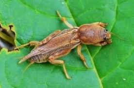 Mole cricket damage includes tunneling, which causes grass to dry out, and feeding on the roots, which causes grass to die. Southern Mole Cricket Pest Management Farms Com