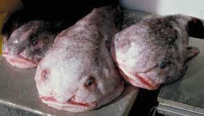 They are mainly found in the deep waters off the coasts of australia and. Blobfish Might Be A Gooey Mess Out Of Water But Check Out A Living One Video Wtf Earth Touch News