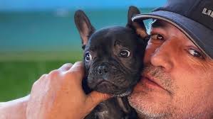 Cachorrito macho de bulldog frances, negro atigrado