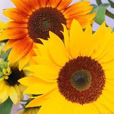 Many families and young professionals live in new haven and residents tend to be liberal. 11 Avas Way Burlington Ct 06013 1 Photos Mls 170172500 Movoto