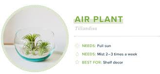 Check spelling or type a new query. 21 Small Indoor Plants For Apartment Living Proflowers