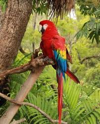 Tropical Rainforest Tree With Macaw Rainforest Animals Rainforest Plants Animals Information