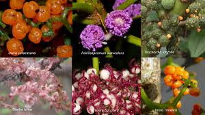 Image result for Scepocarpus trinervis