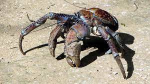 Coconut coconut sugar coconut oil crab stick coconut water coconut shake coconut chutney. Giant Coconut Crab Drakon S Ark Wiki Fandom