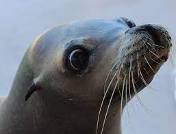 Gulfarium Marine Adventure Park Sea Lion Lions Sea Animals